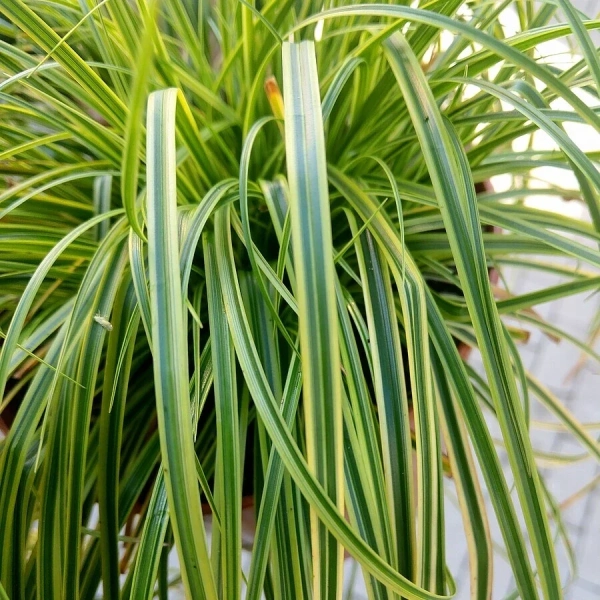 Turzyca długokłosowa Gold Fountain – Carex, zimozielona trawa ozdobna sadzonka